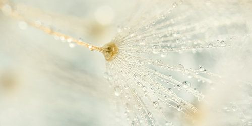 Pastelkleurig panorama: Druppels aan de pluisjes van de paardenbloem