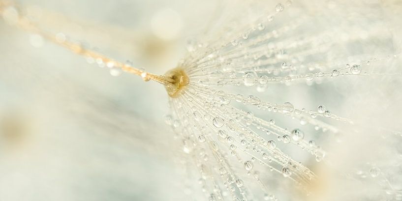 Pastel panorama: Drops on the fluff of the dandelion by Marjolijn van den Berg