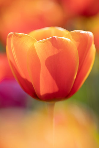 Tulpen