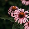 Echinacea zonnehoed bloemen met een bijtje van Yvette Baur