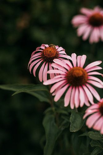 Echinacea zonnehoed bloemen met een bijtje