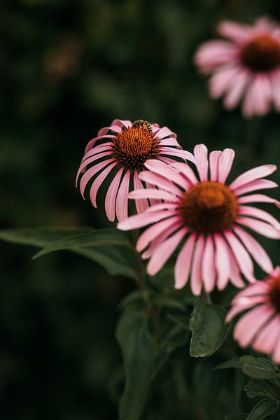 Echinacea Sonnenhut blüht mit einer Biene von Yvette Baur