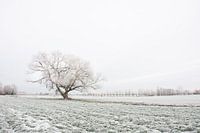 High Key Minimalistische Winterlandschaft mit Weiden und Baumreihen