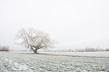 High Key minimalistisch winterlandschap met wilg en bomenrij in Lier, Koningshooikt, België. van Lucia Leemans