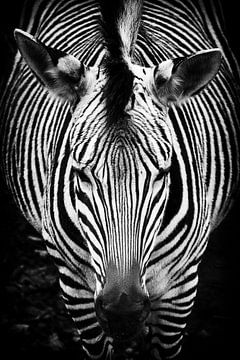Zebra von Rob Boon