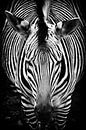 Zebra von Rob Boon Miniaturansicht