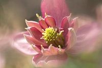richly filled