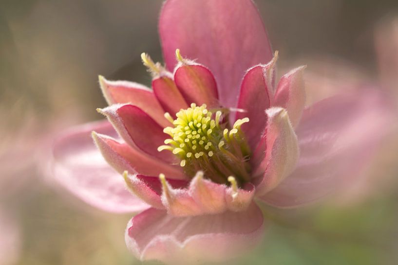 richly filled by Corry Wille