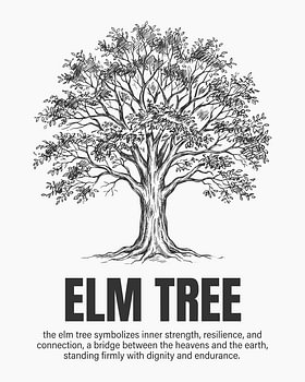 Affiche minimaliste représentant un orme en dessin au trait - édition blanche
