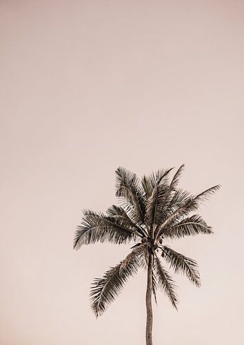 Rosa Palme Gelassenheit