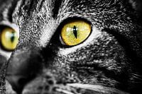 Kattenogen