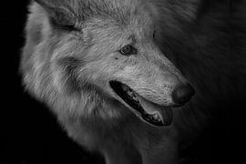 Polarwolf von Dieter Beselt