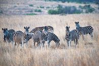 Zebras by Joop Bruurs thumbnail