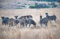 Zebra's