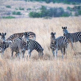 Zebras by Joop Bruurs