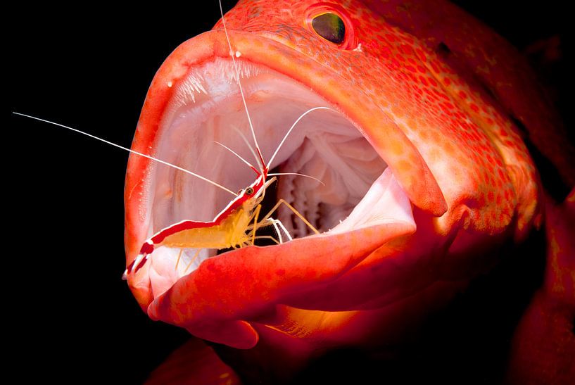 Cleaning shrimp cleans Perch. by Filip Staes