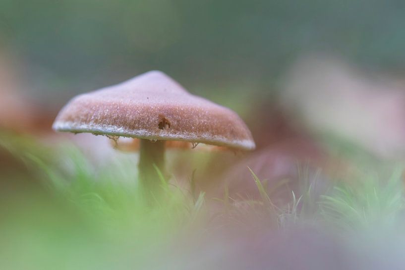 Pilz von Mireille Breen
