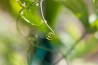 Groen palet