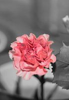 Pink & grey