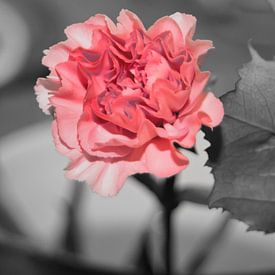Pink & grey by Nataly Haneen