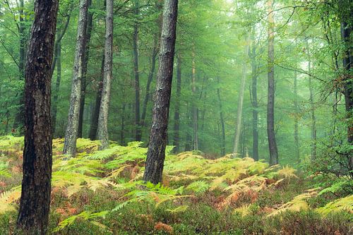 Herbst im Pfälzerwald