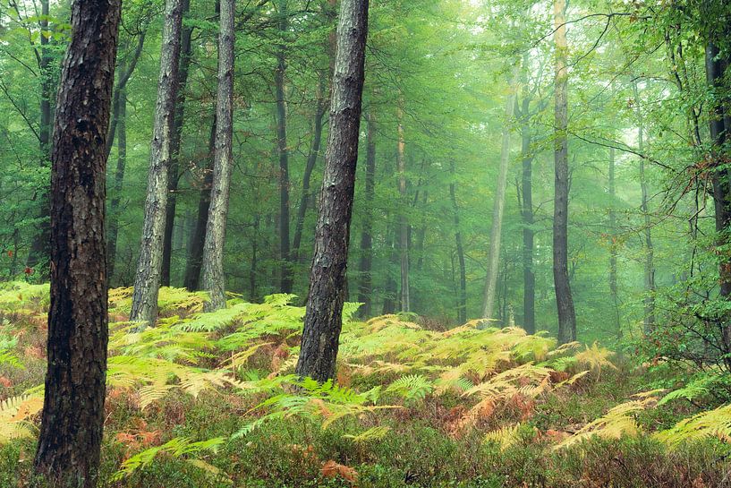 Herbst im Pfälzerwald von André Post