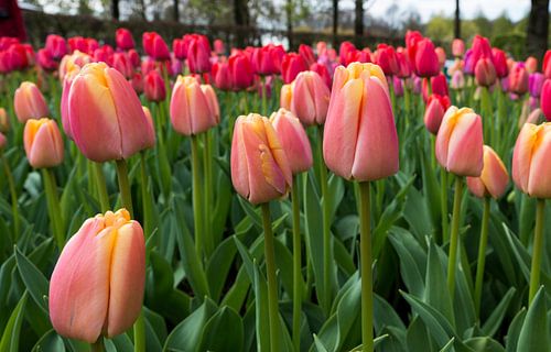 rosa-rote Tulpen auf den Blumenzwiebelfeldern im Küchenhof