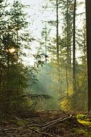 The sun comes through