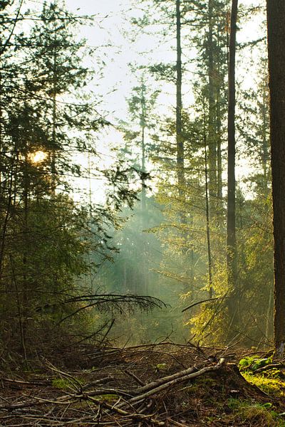 The sun comes through by Henrico Fotografie