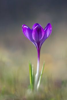 Paarse krokus op een mooie lenteochtend