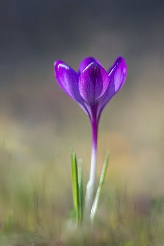 Paarse krokus op een mooie lenteochtend