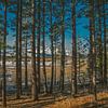 Tahoe Trees by Bas Koster