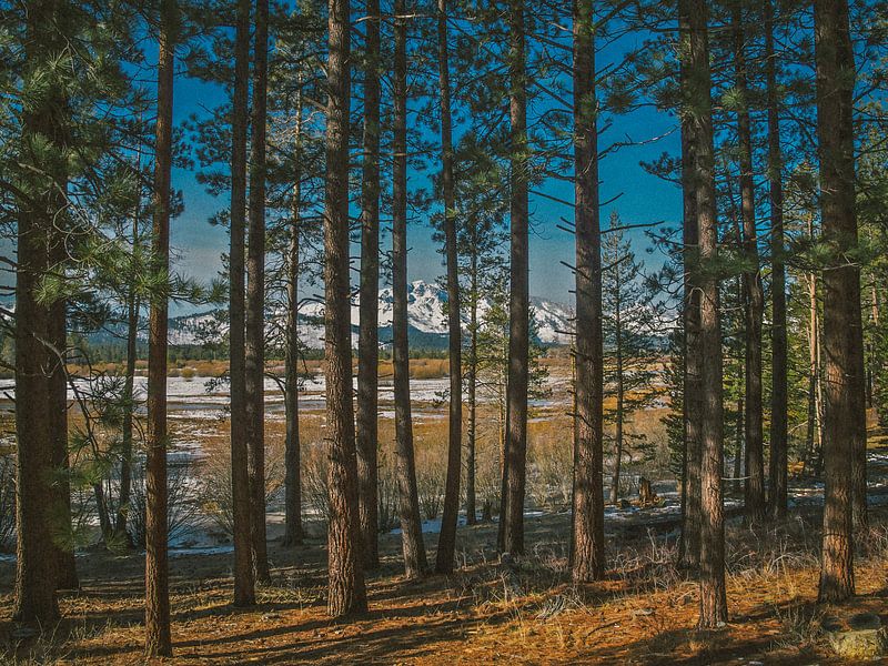 Tahoe Trees van Bas Koster