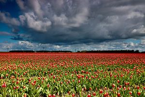 Dreigende lucht boven bollenveld van Laura Krol