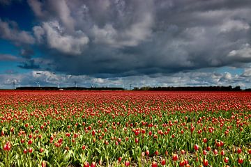 Dreigende lucht boven bollenveld van Laura Krol