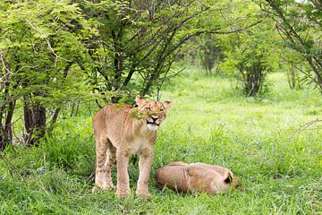 Junger Löwe im Gras, Wildlife von Britta Kärcher