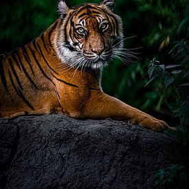 Tigre sur Evi Willemsen