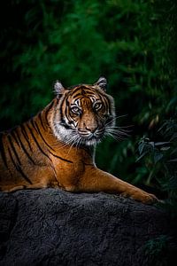Tiger von Evi Willemsen