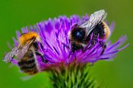 twee bijen op een distel van Wietske Uffelen thumbnail