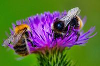 zwei Bienen auf einer Distel