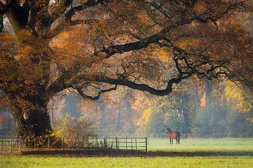 Oak in autumn colours by Thijs Friederich