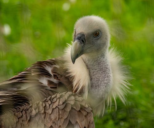 Large imposing Vulture