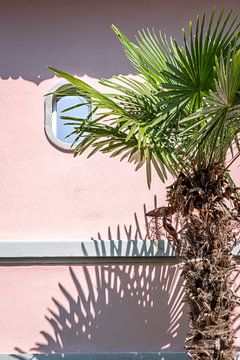Palmboom met schaduw tegen roze muur – zomerse wanddecoratie