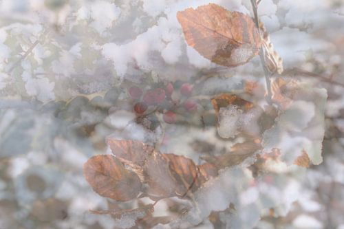 Winterlandschap met natuur close-up | Abstracte fotografie