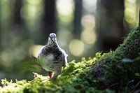 Pigeon, duif