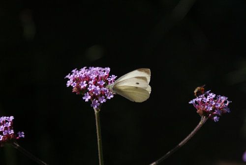 Koolwitje ontmoet ijzerhard