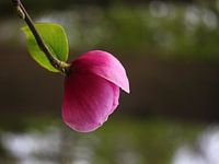 magnolia, ontluikend.