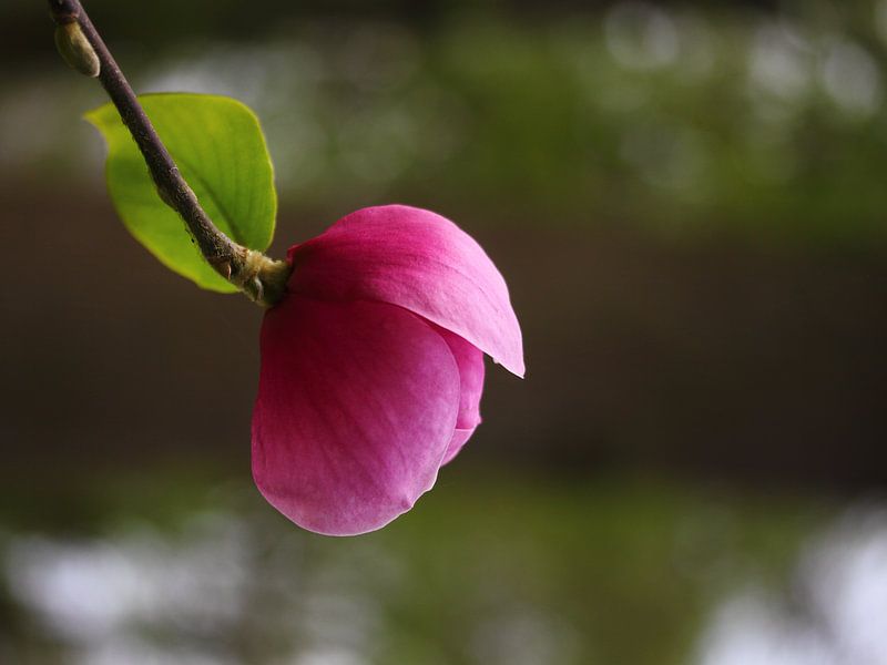 magnolia, ontluikend. van lieve maréchal