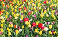 gele en rode tulpen in de bollenvelden par ChrisWillemsen Aperçu