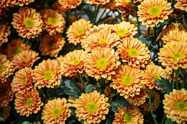 A close-up of warm orange chrysanthemums by Bas Potman